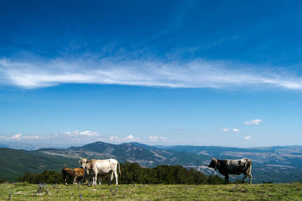 pascolo-in-vetta