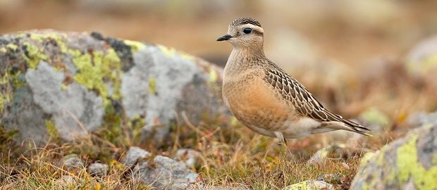 In spedizione alla ricerca del Piviere Tortolino