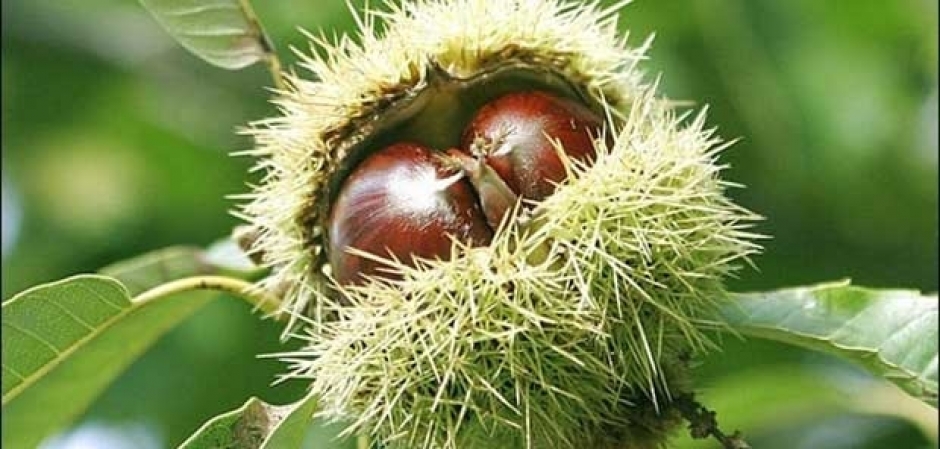 Sesta Sagra della Castagna di Atella