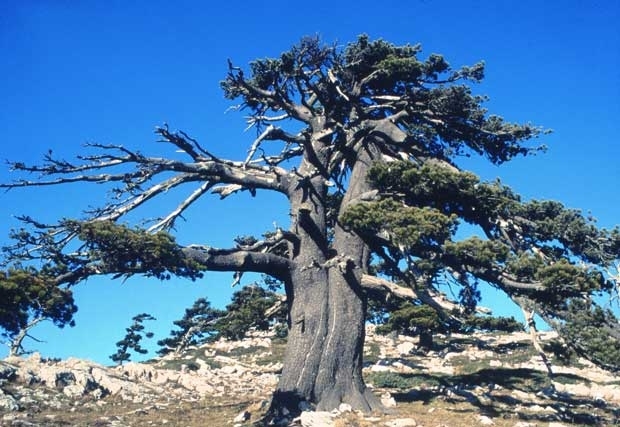 Pollino. Serra di Crispo. Pino loricato. Foto F. Bevilacqua