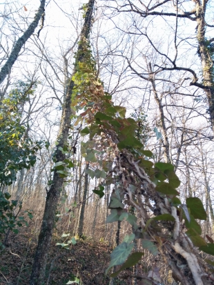 VIDEO - La raccolta dell&#039;edera per la Foresta che cammina