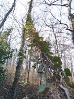 VIDEO - La raccolta dell'edera per la Foresta che cammina