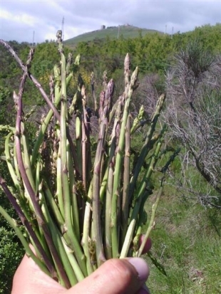 Offerta 1 Maggio: Sagra dell’asparago lucano