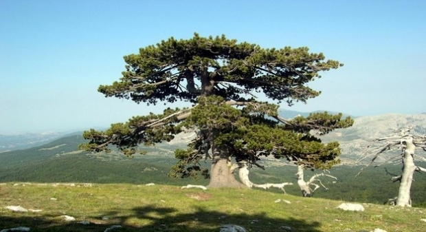 Mostra fotografica dedicata ai grandi alberi della Basilicata