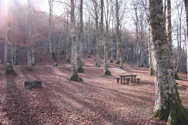 Solo. Nel bosco. Digiuno