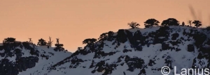 Le tracce sulla neve. Ciaspolata nel Parco del Pollino