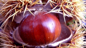 Viggianello, Sapori e colori autunnali del Pollino