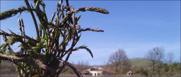 Sagra dell&#039;asparago selvatico il 25 Aprile a Satriano 2014