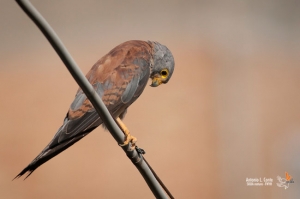 Falco Grillaio: tour fotografico a Matera