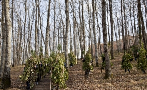 Foresta che cammina - foto Francesca Zito