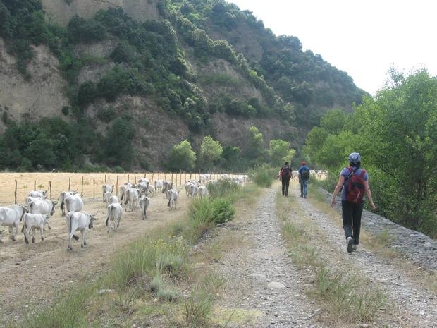 In Basilicata sulle tracce della Transumanza