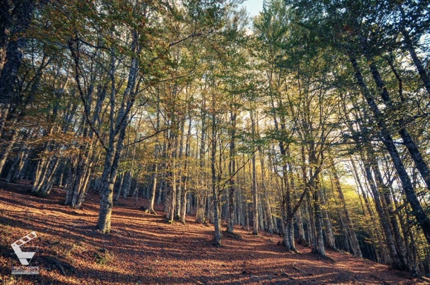 Escursione fotografica in faggeta autunnale