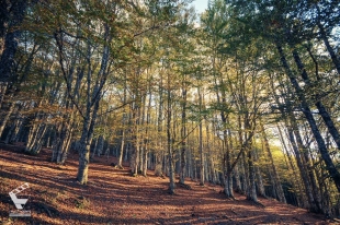 Foliage in Basilicata