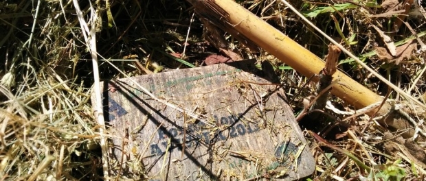 tra il sostegno di legno e l&#039;etichetta si vede la parte bassa della pianta tagliata
