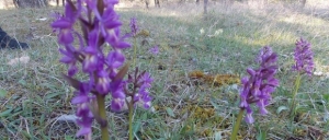 Basilicata, il regno delle orchidee